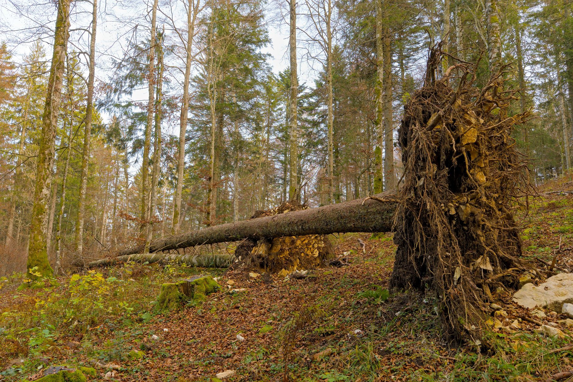 Enlèvement arbre urgence à Boulogne-sur-Mer